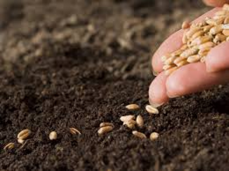 Planting Seeds| Parable